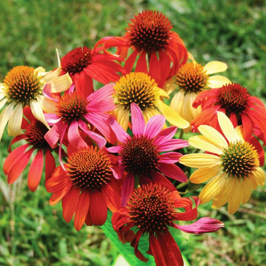 Mix Echinacea Seeds