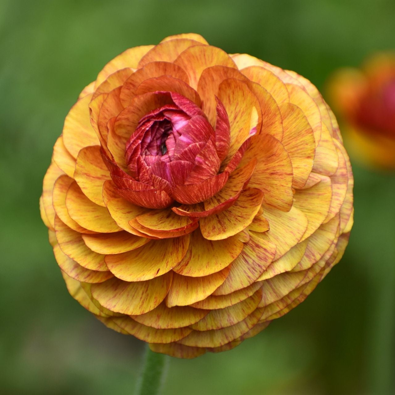 Picotee Café Mix Ranunculus