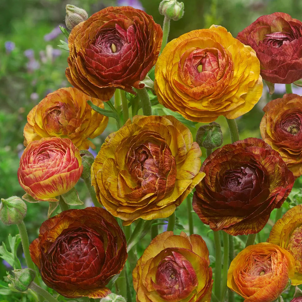 Picotee Café Mix Ranunculus
