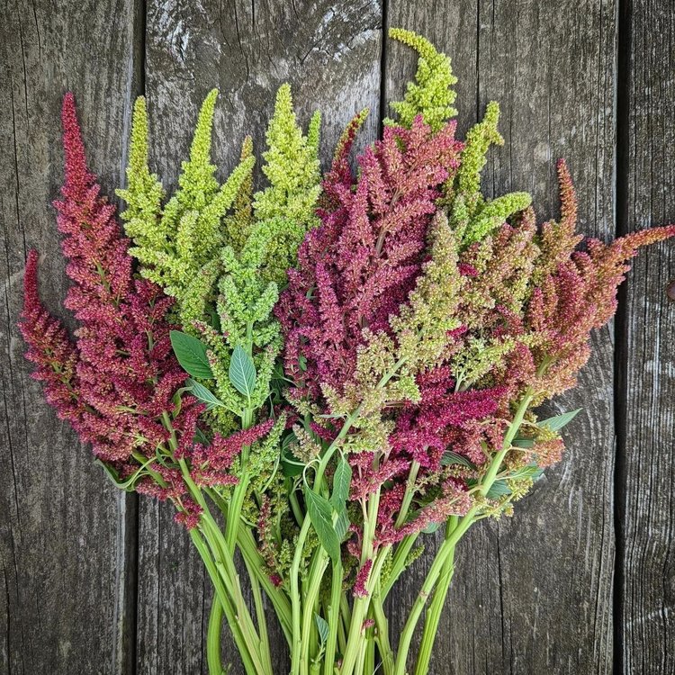 Amaranth Mix