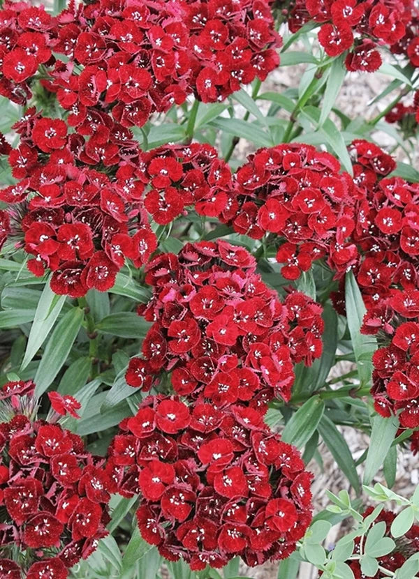 Barcelona Red Dianthus Seed