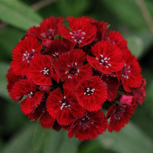 Barcelona Red Dianthus Seed