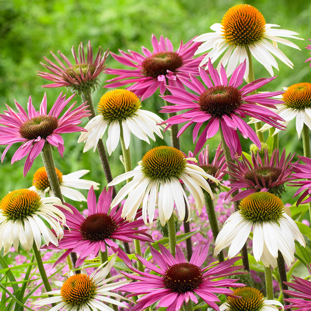 Mix Echinacea Seeds