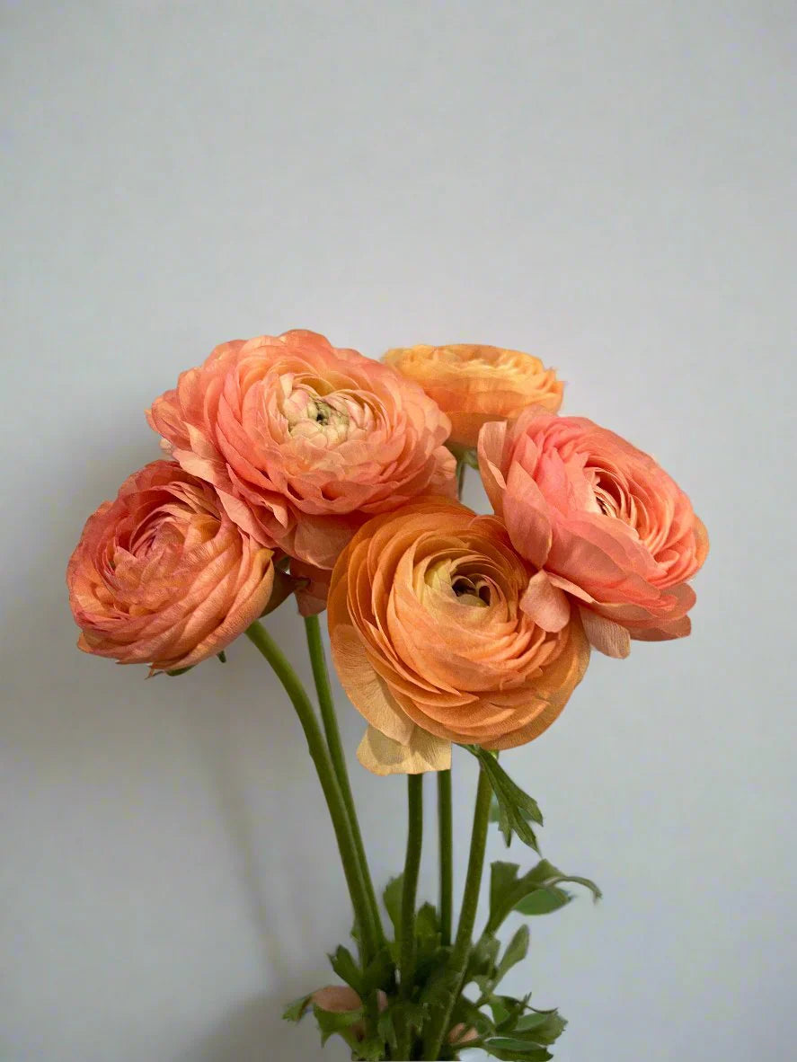 Tecolote Salmon Ranunculus
