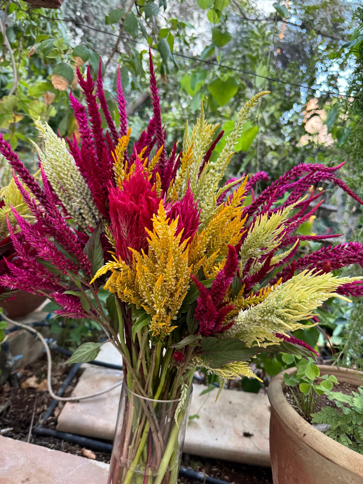 Celosia Mix