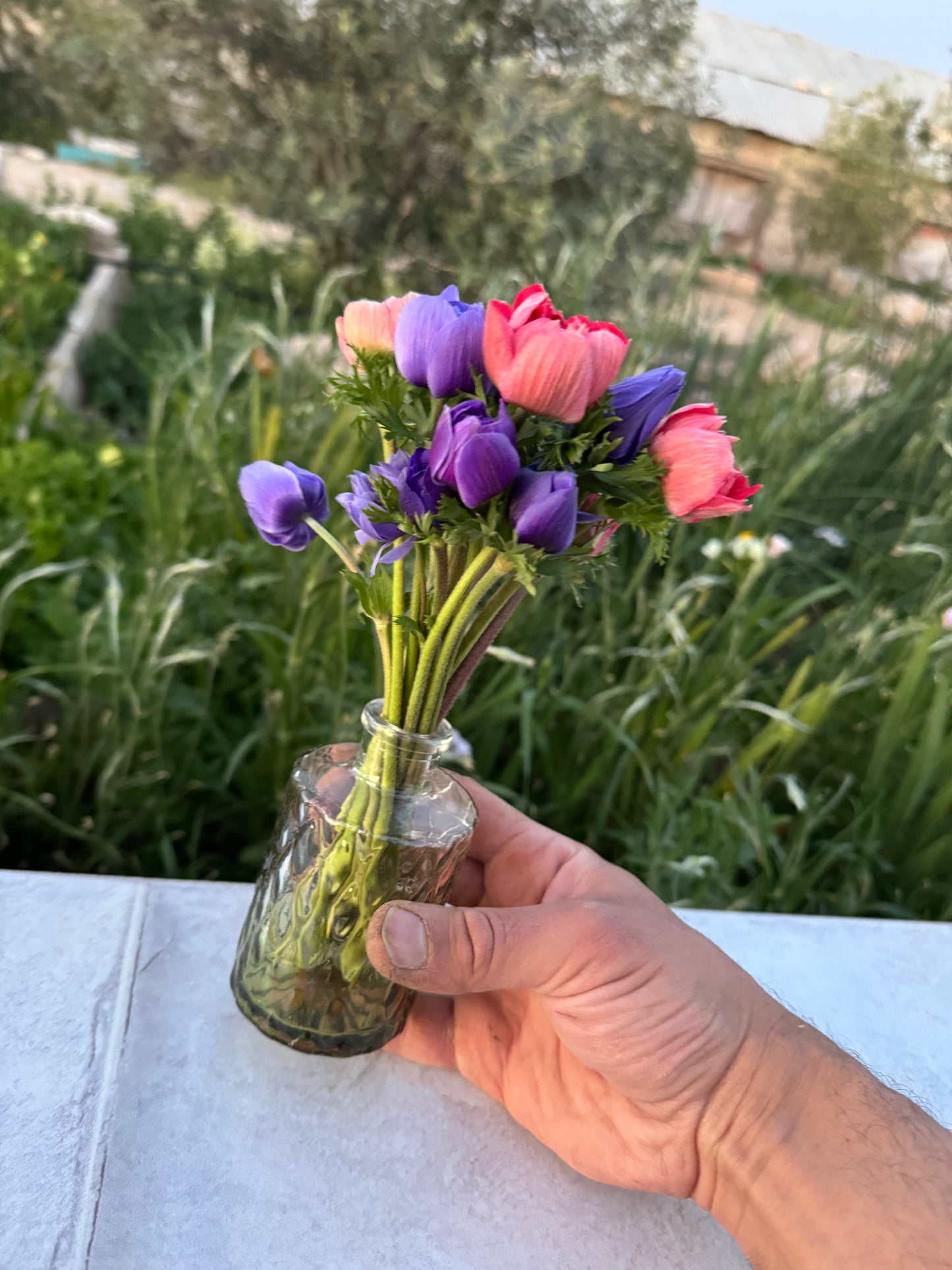 ازهار شقائق النعمان مع مزهرية زجاج ملون
