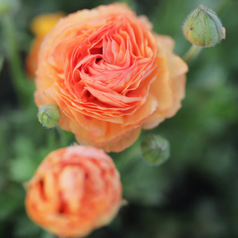 Tecolote Salmon Ranunculus