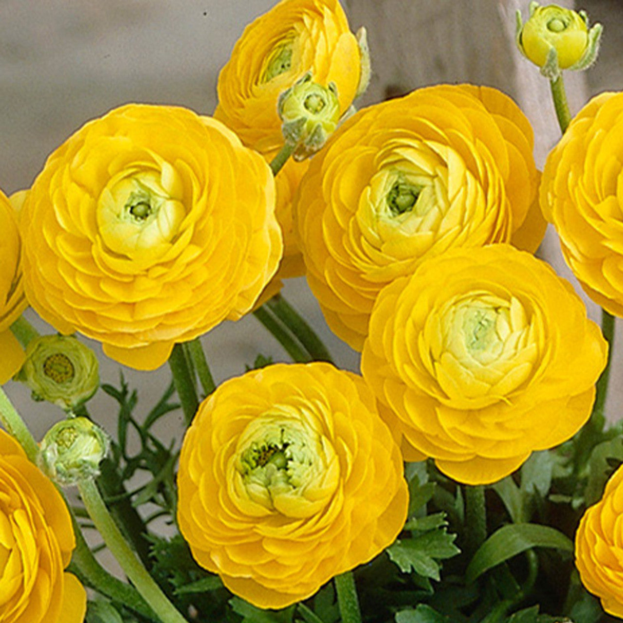 tomer yellow ranunculus