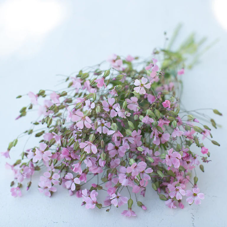 Soapwort ‘Beauty Pink’ Saponaria
