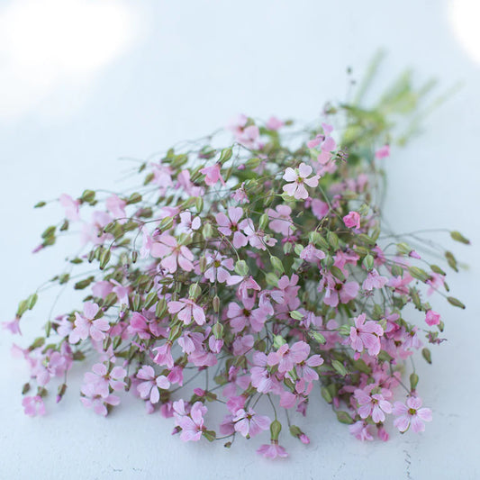 Soapwort ‘Beauty Pink’ Saponaria