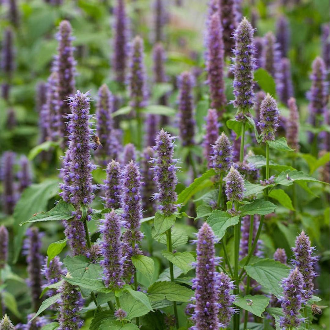 Anise Hyssop Seeds