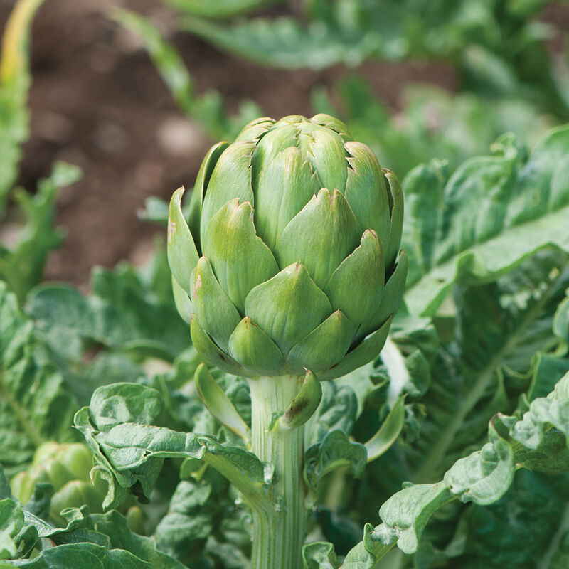 Artichokes