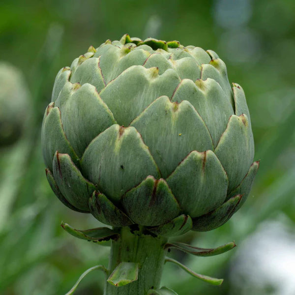Artichokes