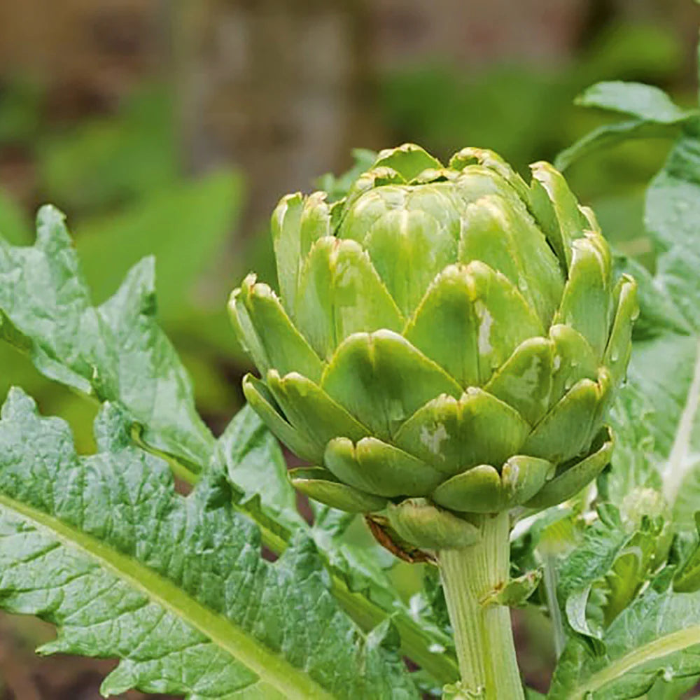 Artichokes