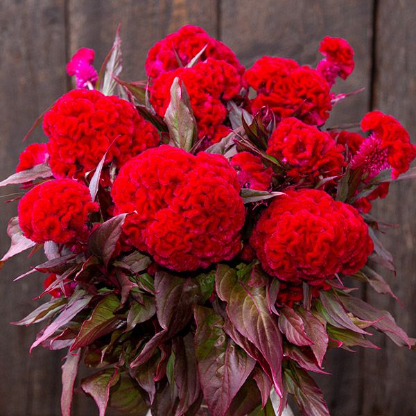 Chief Red Celosia