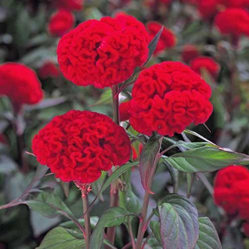 Chief Red Celosia