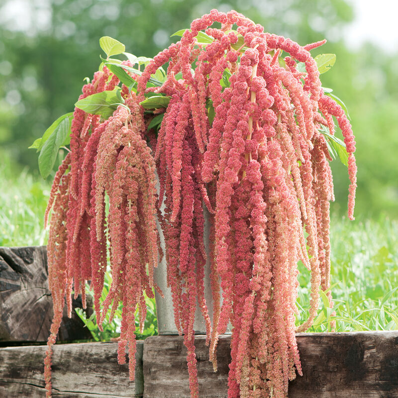 Coral Fountain Amaranth
