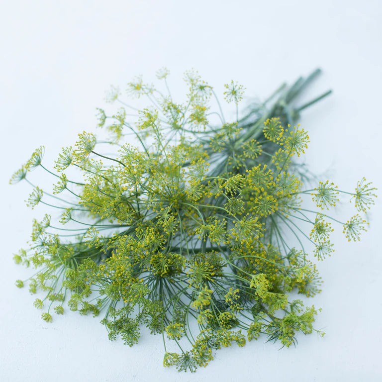 Dill ‘Bouquet’