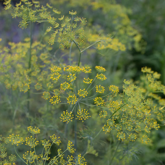 Dill ‘Bouquet’
