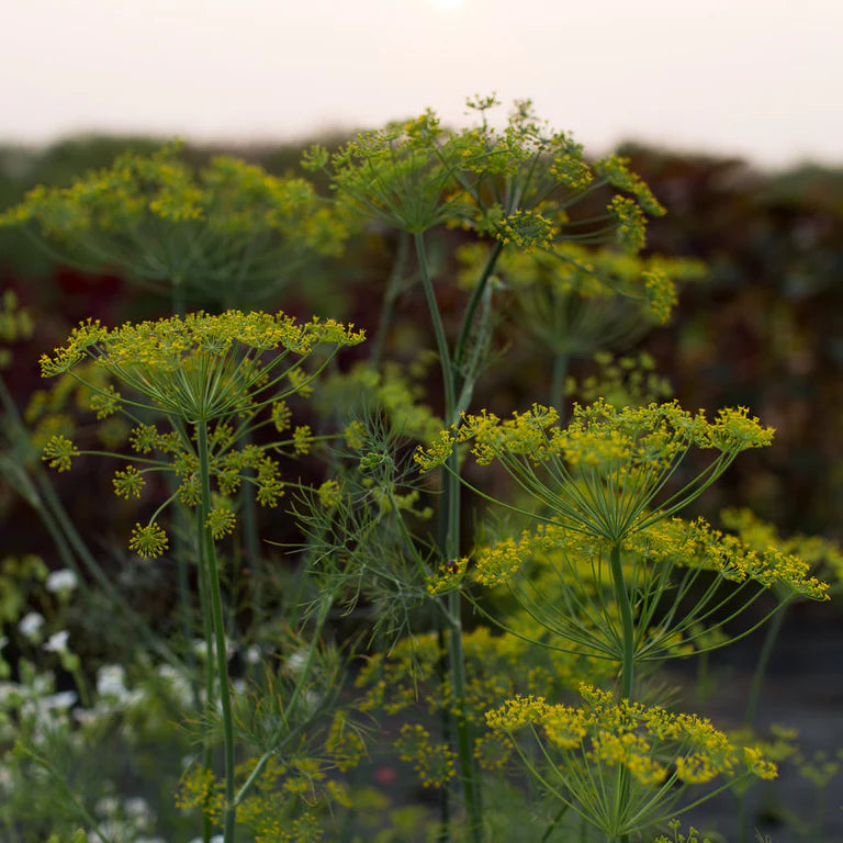Dill ‘Bouquet’