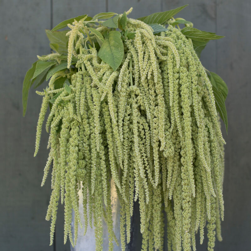 Emerald Tassels Amaranth