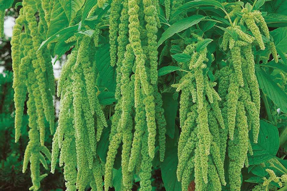 Emerald Tassels Amaranth