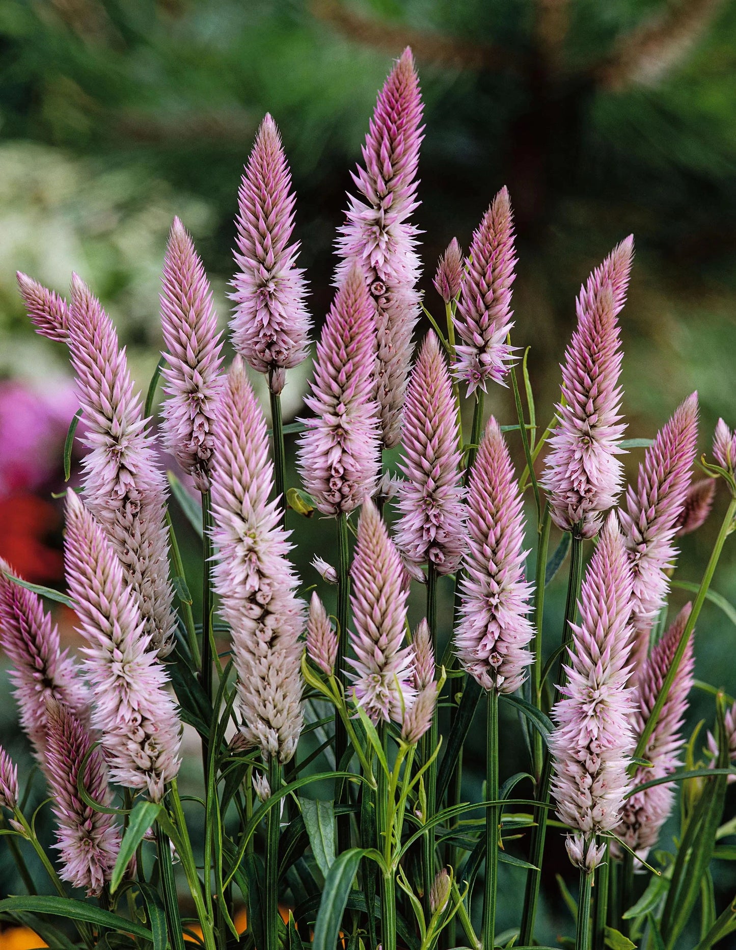 Celosia ‘Flamingo Feather’
