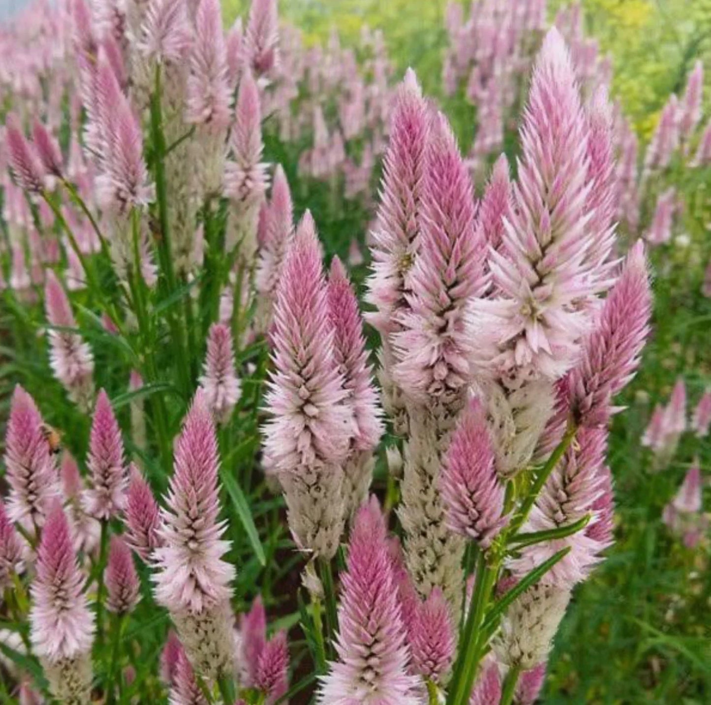 Celosia ‘Flamingo Feather’