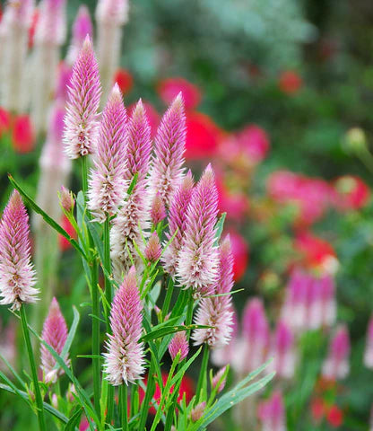 Celosia ‘Flamingo Feather’
