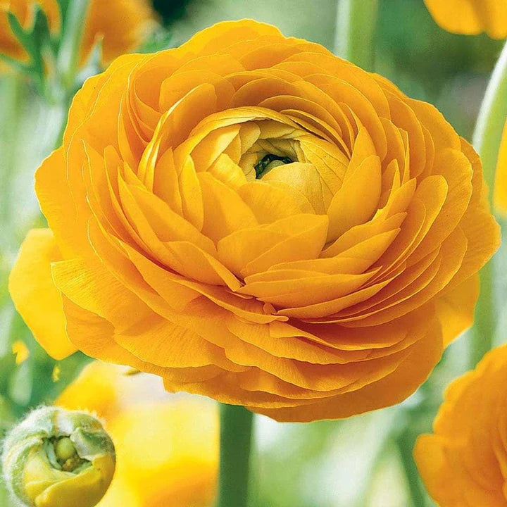 tomer yellow ranunculus