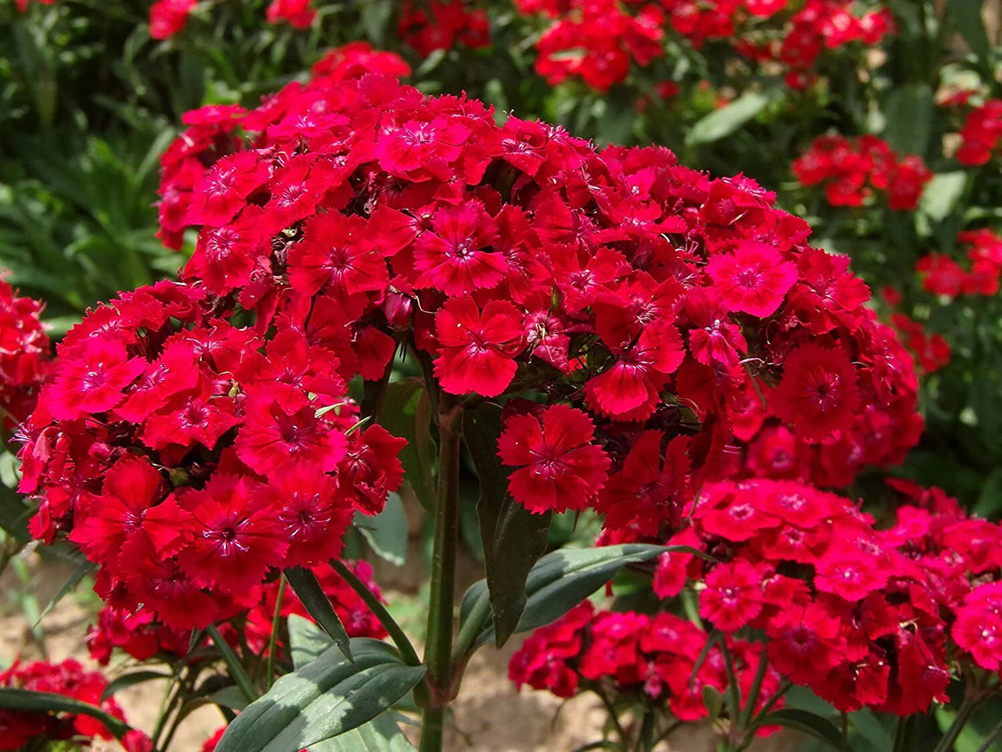 Barcelona Red Dianthus Seed