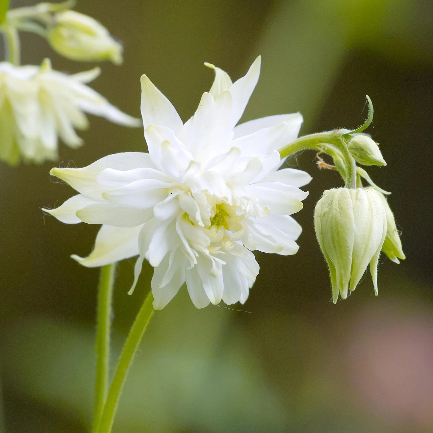 Aquilegia White Barlow (Columbine) seeds