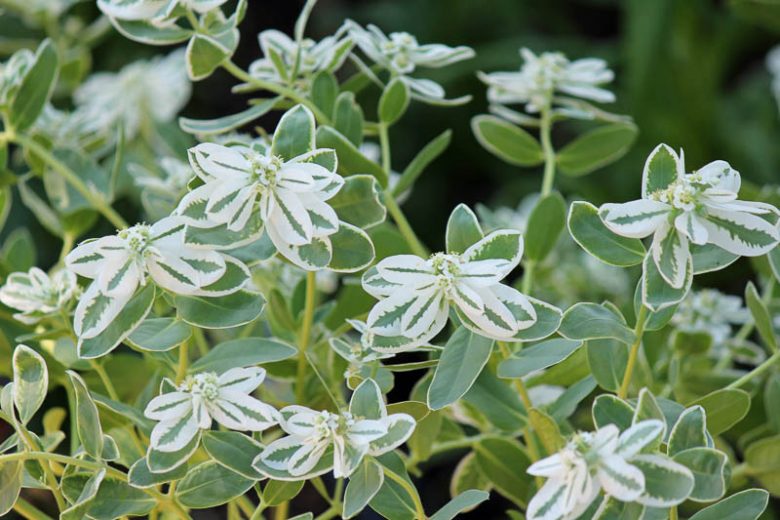 Euphorbia (Snow-on-the-Mountain)