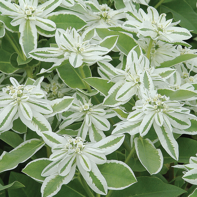 Euphorbia (Snow-on-the-Mountain)