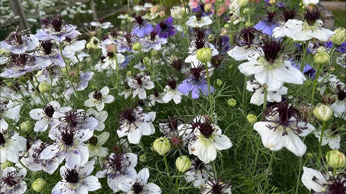 Love-in-a-mist Nigella