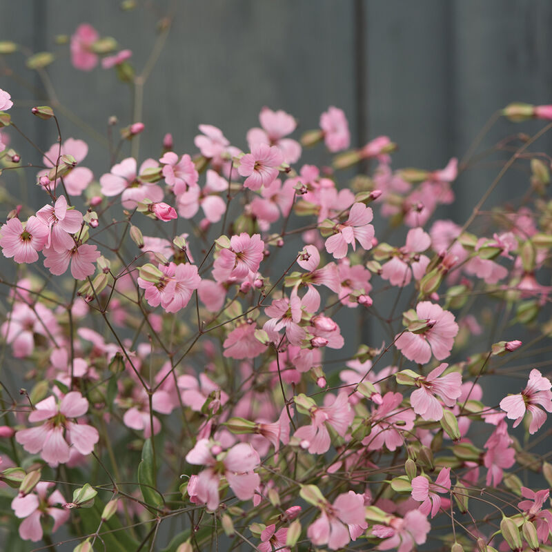 Soapwort ‘Beauty Pink’ Saponaria