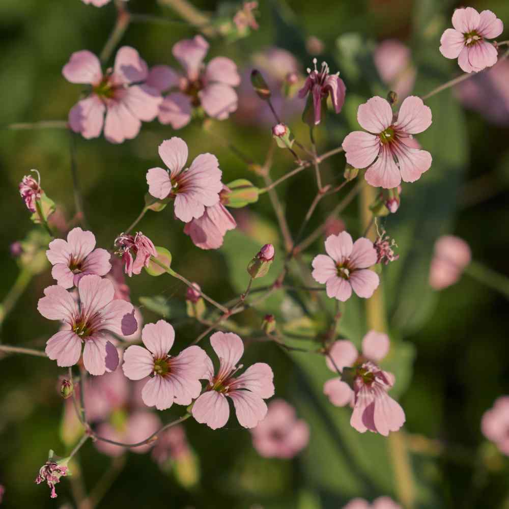 Soapwort ‘Beauty Pink’ Saponaria