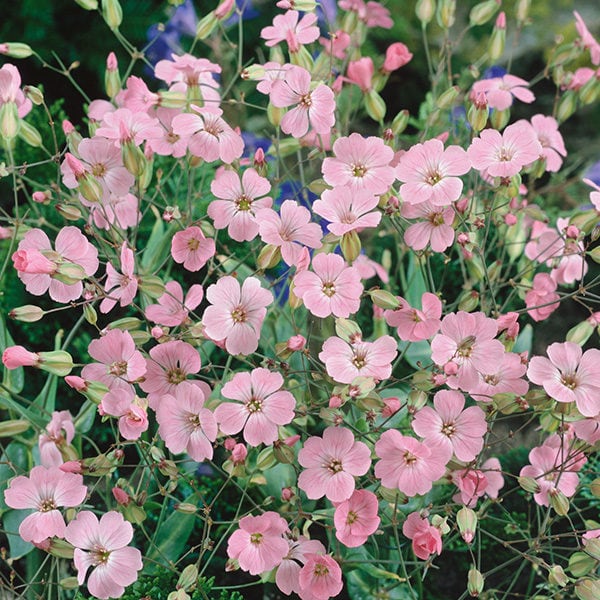 Soapwort ‘Beauty Pink’ Saponaria