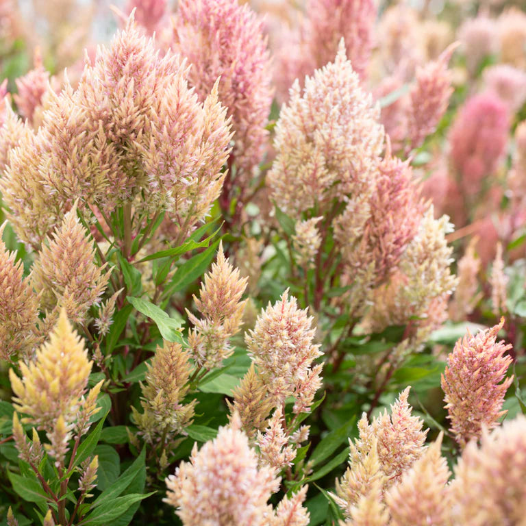 Rose Mix Celosia