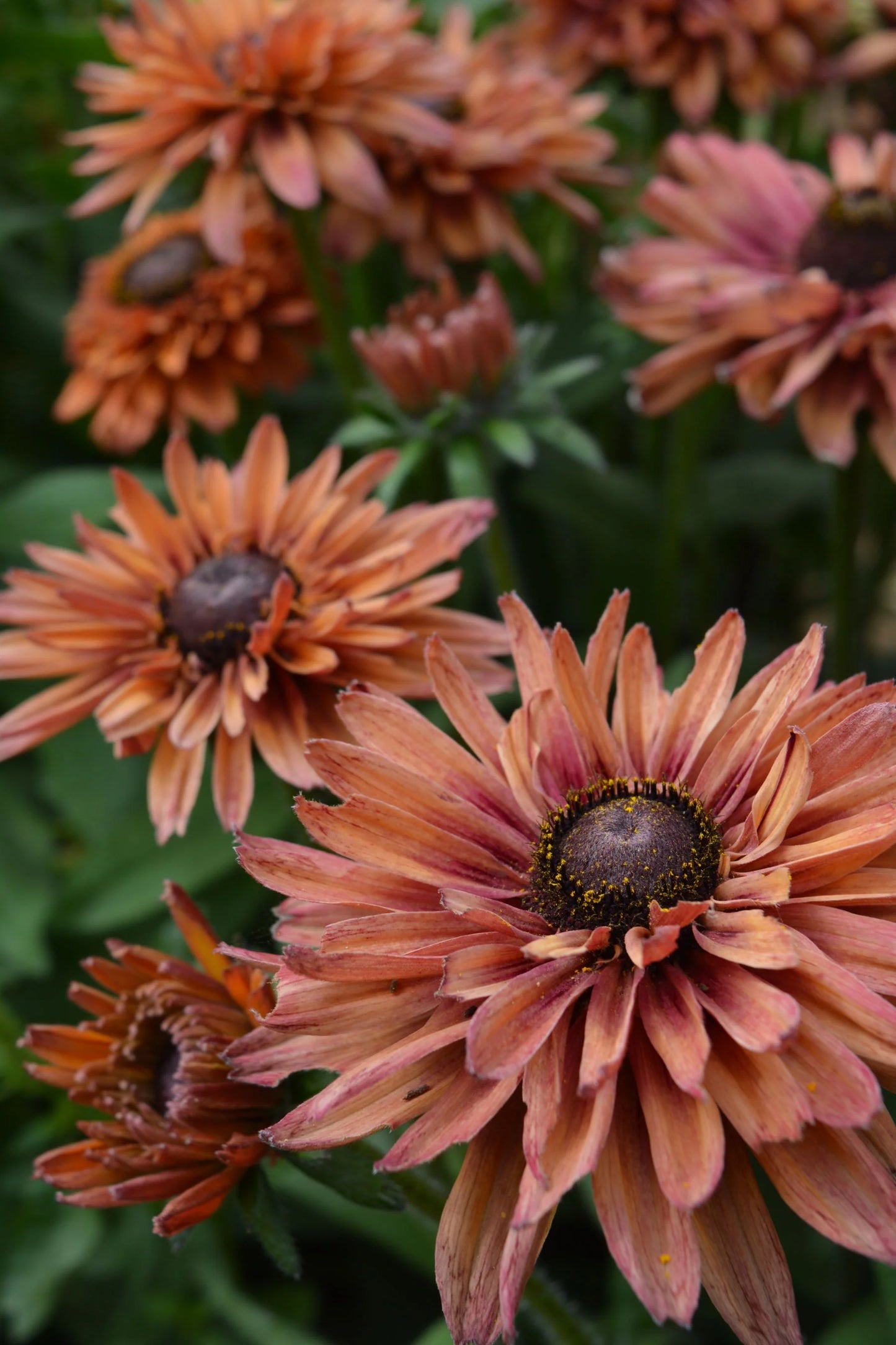 Sahara Rudbeckia