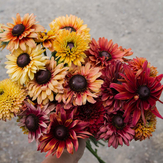 Sahara Rudbeckia