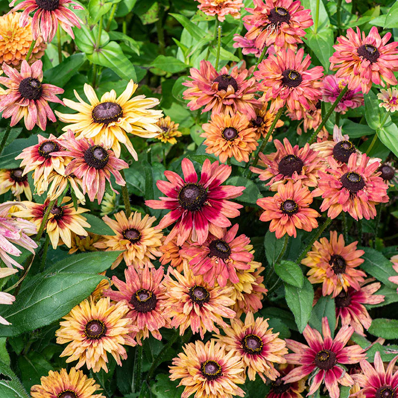 Sahara Rudbeckia