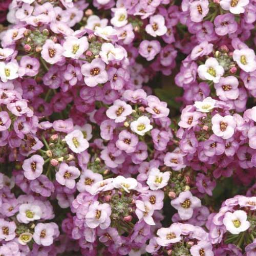 Lavender Shades Alyssum