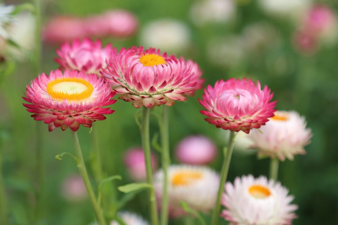 Strawflower Pink White Mix