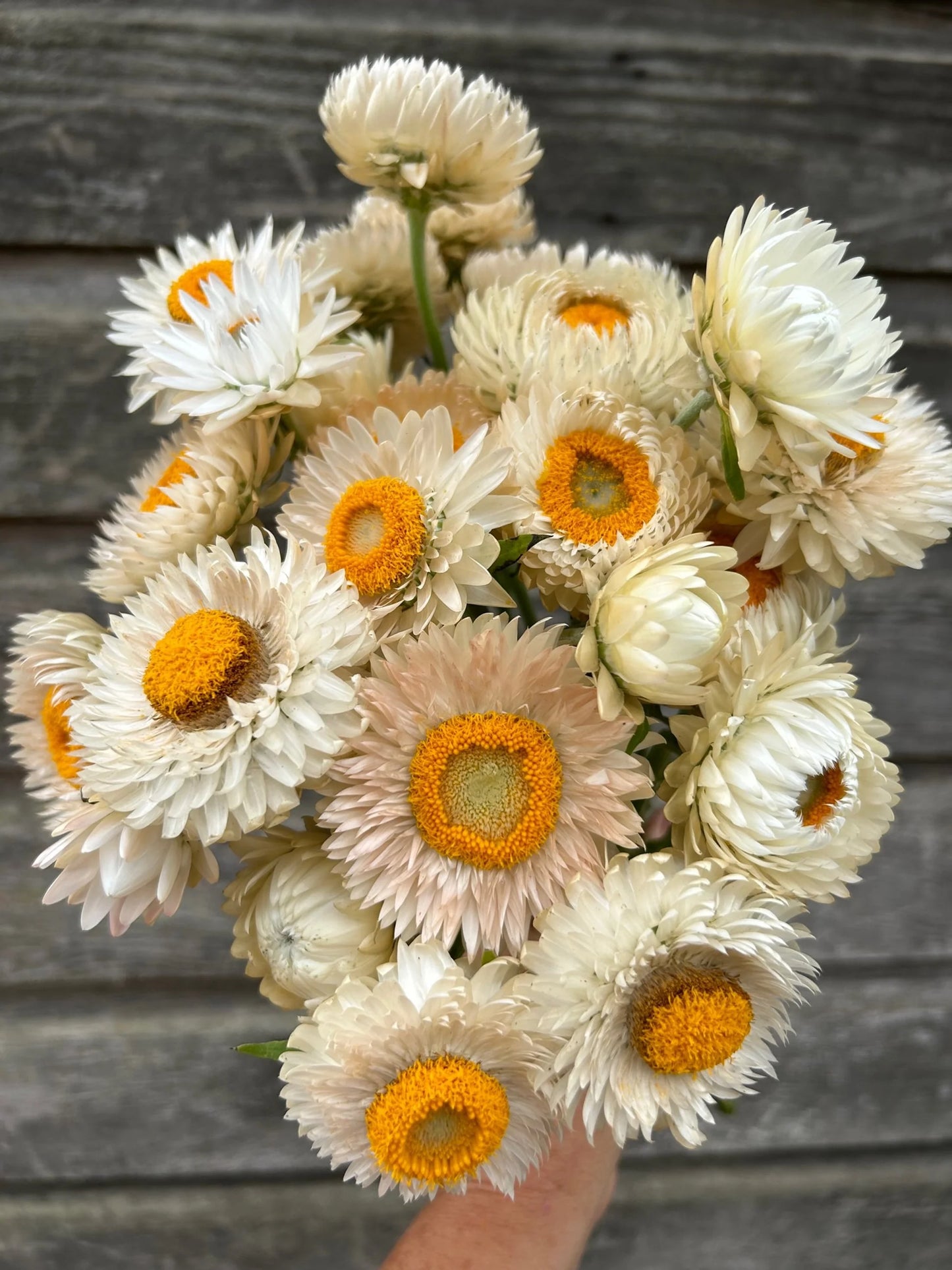Strawflower Pink White Mix