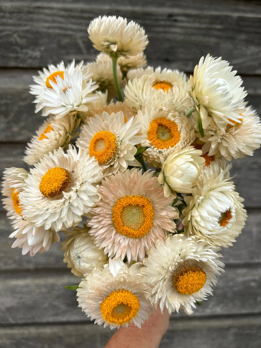 Strawflower Pink White Mix