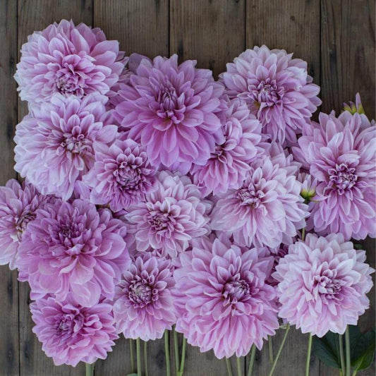 Dahlia ‘Lavender Perfection’