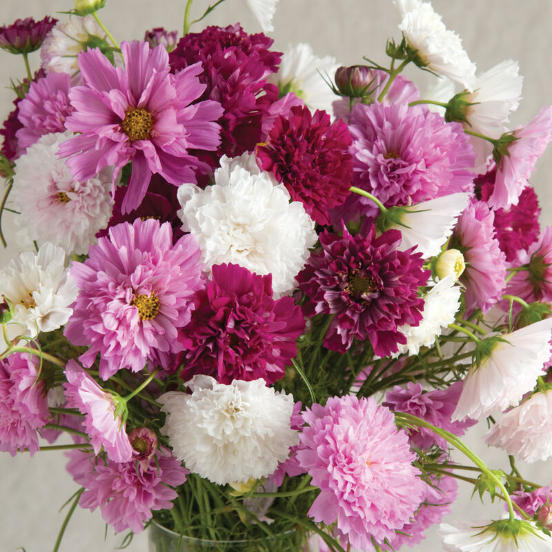 Double Click Mix Cosmos Seed