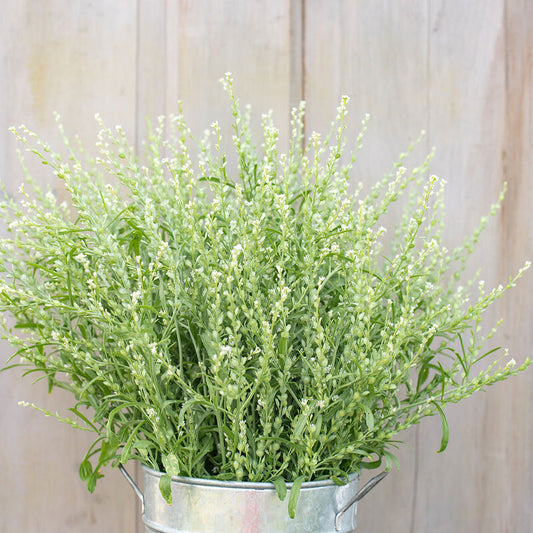 Persian Cress Seeds