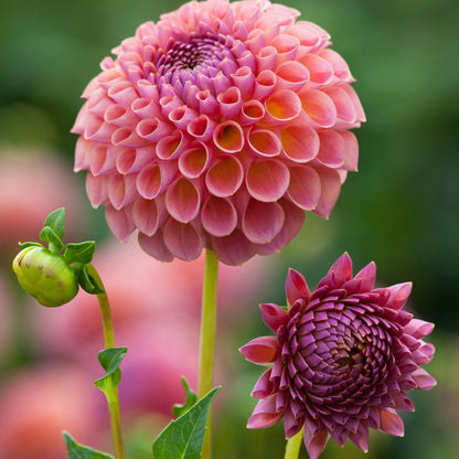 Dahlia ‘Jowey Winnie’